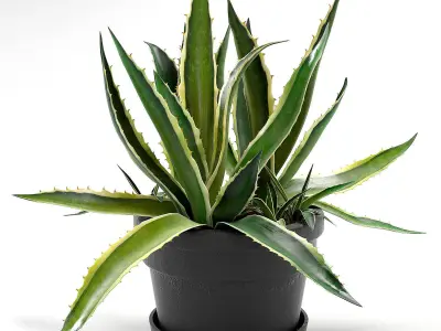 Agave set 01 3D model