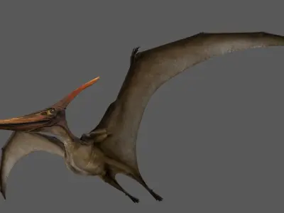  Pteranodon Longiceps Animated 