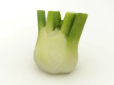 Fennel Bulb 3D model