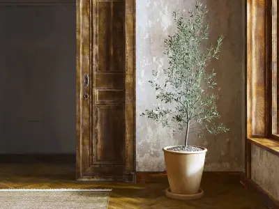 Olea Europaea Plant in Terracotta Pot 3D model