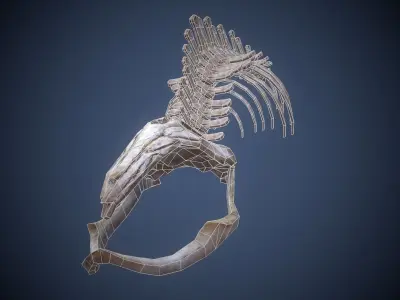 Whale skeleton Low-poly 3D model