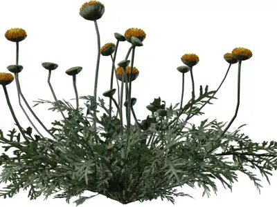 Realistic Yellow Wildflower Clump Low-poly 3D model