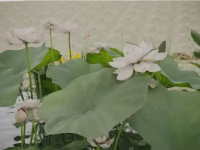 Aquatic Plant Landscape 3D model