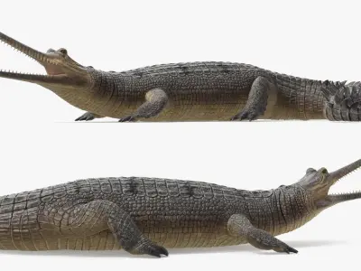  Indian Gharial Crocodile Rigged for Cinema 4D 