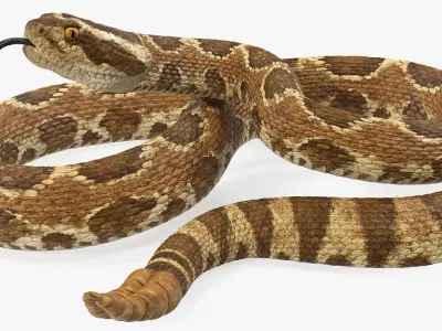  Rattlesnake Rigged for Cinema 4D 