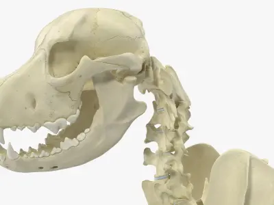  Dog with Skeletal Anatomy Collection 