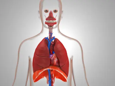 Respiratory System with Heart  Low-poly 3D model