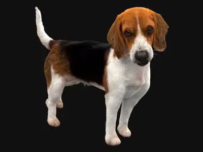  Beagle Dog(Animated) (Rigged) 