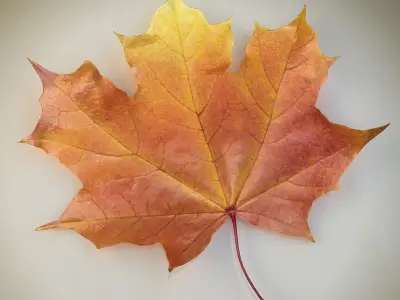  Collection of Autumn leaves 