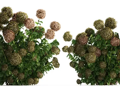 Green Hydrangea Bushes For Garden Landscaping 1187 3D model