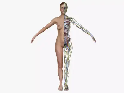 Detailed Full Female Body Anatomy 3D model