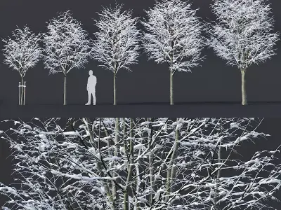 Tilia europaea Nr 5 H4-6m Five winter tree set 3D model