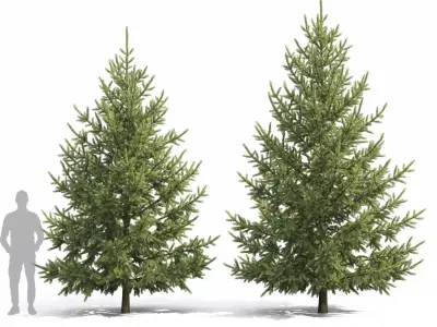 Picea Abies 3D model