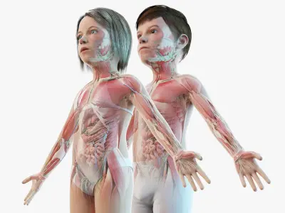  Full Girl And Boy Kids Anatomy Set Maya Static 