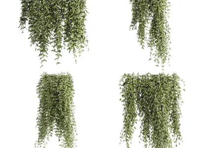 7 Ivy plant 3D models 3D Model Pack