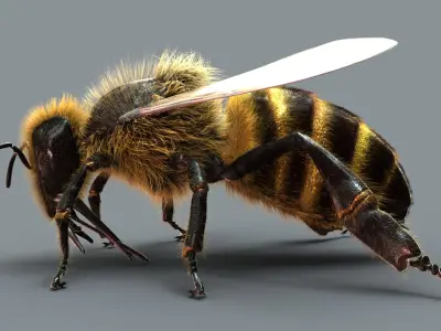  Honeybee (2) (ANIMATED) (FUR) 