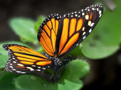  Danaus Plexippus Butterfly 