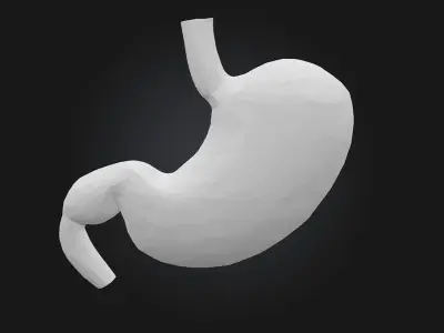 Human Stomach Diagram  A Clear View of Digestion 3D model