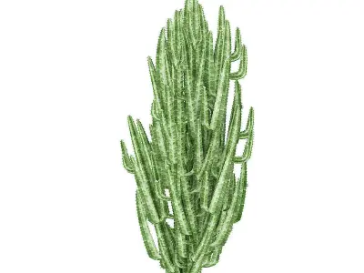 African Milk Tree 3D model