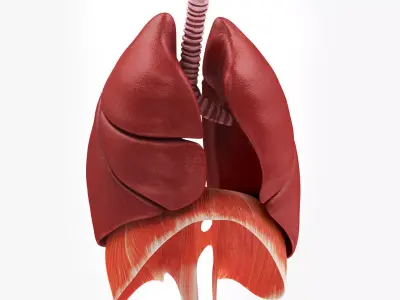 Human Lungs with Diaphragm Anatomy 3D model