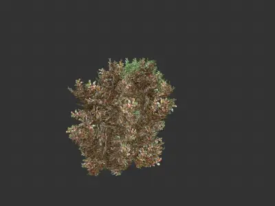 Alternanthera Shrubs Low-poly 3D model