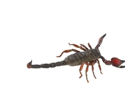  Walking Scorpion Fur Animated Rigged for Cinema 4D 