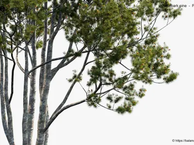 Lacebark pine Pinus bungeana 3D Model 3D model