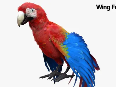  Scarlet Macaw Parrot Fur Animated Rigged 