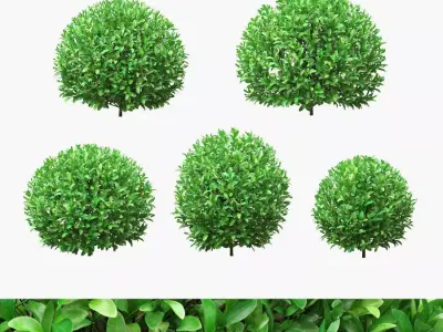 Boxwood round shaped 27 - 34cm 3D model