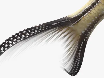  Coral Fish Rigged Collection 4 