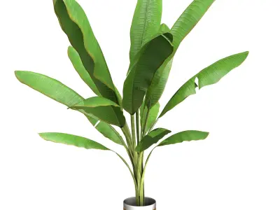  High Poly Banana Palm Musaceae Tree Plant 3D model