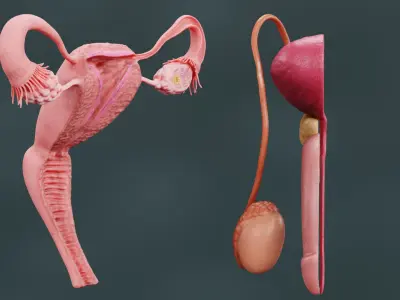  Human Reproductive System 