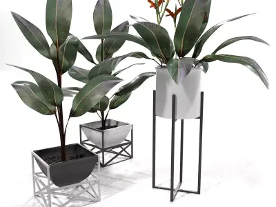 Canna plant set red 3D model