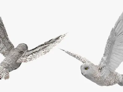  Wild Snowy Owl Idle Animated Rigged For Blender 