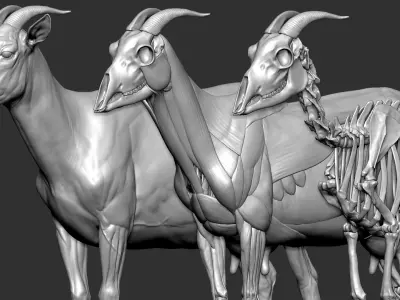  Goat VFX MUSCLE SIMULATION 