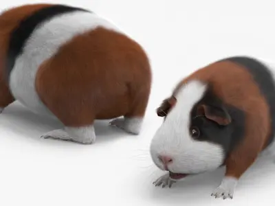  Tricolor Guinea Pig Short Hair Black Brown White Fur 