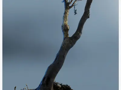 scantree01 dead tree 3D model