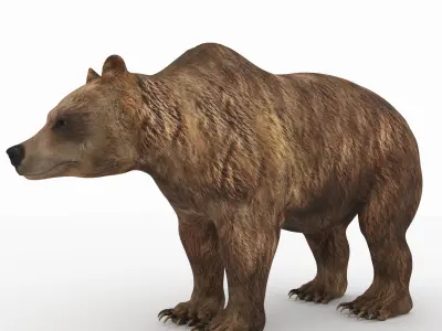 Bear 5 grizzly 3D model