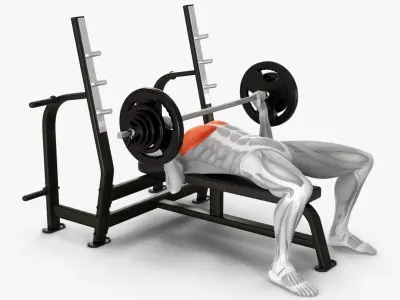  Anatomy Male Muscular System Bench Press 