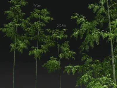Bamboo Trees for scatter 3D model