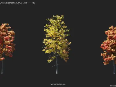 Maxtree Plant Models Vol 17 Low - Mesh 3D model