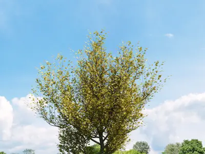 Archmodels vol 136 - high quality trees models 3D model