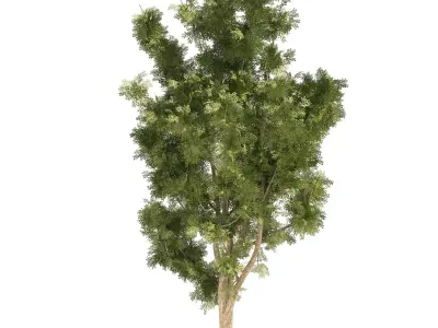 4 Summer and Fall Street london plane trees Low-poly 3D model