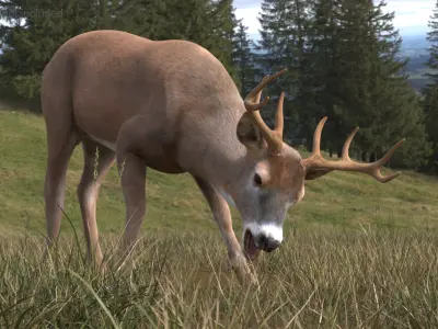  Virginia Deer Fur Rigged for Cinema 4D 