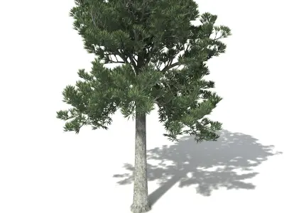 XfrogPlants White Kauri 3D model