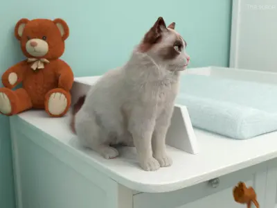  Ragdoll Cat Sitting Pose Fur for Maya 