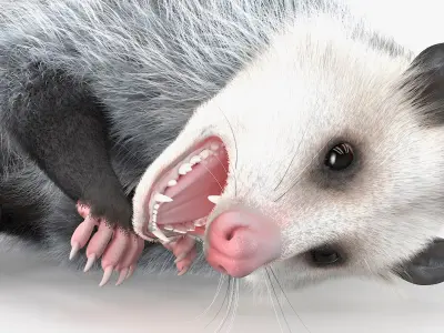  Opossum Dead Pose Fur for Cinema 4D 