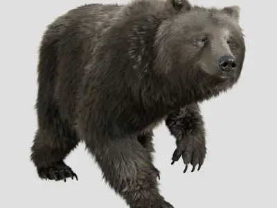  bear FUR RIGGED ANIMATED 