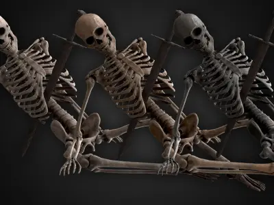 Human Skeletons and Bones Low-poly 3D model