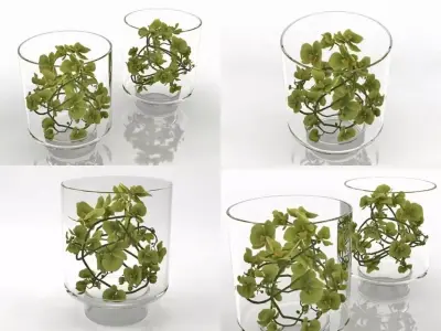 Green Orchid 3D model